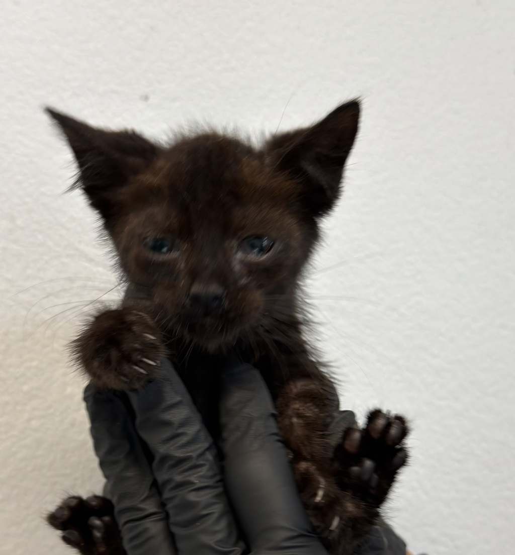 Shelter Stray Male Cat last seen Tarbox St, San Diego, CA, 92114, 5500 Gaines St, San Diego, CA 92110, USA