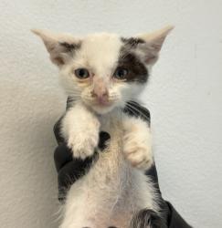 Shelter Stray Male Cat last seen Tarbox St, San Diego, CA, 92114, 5500 Gaines St, San Diego, CA 92110, USA