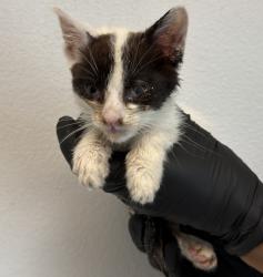 Shelter Stray Female Cat last seen Tarbox St, San Diego, CA, 92114, 5500 Gaines St, San Diego, CA 92110, USA