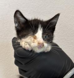 Shelter Stray Female Cat last seen Tarbox St, San Diego, CA, 92114, 5500 Gaines St, San Diego, CA 92110, USA