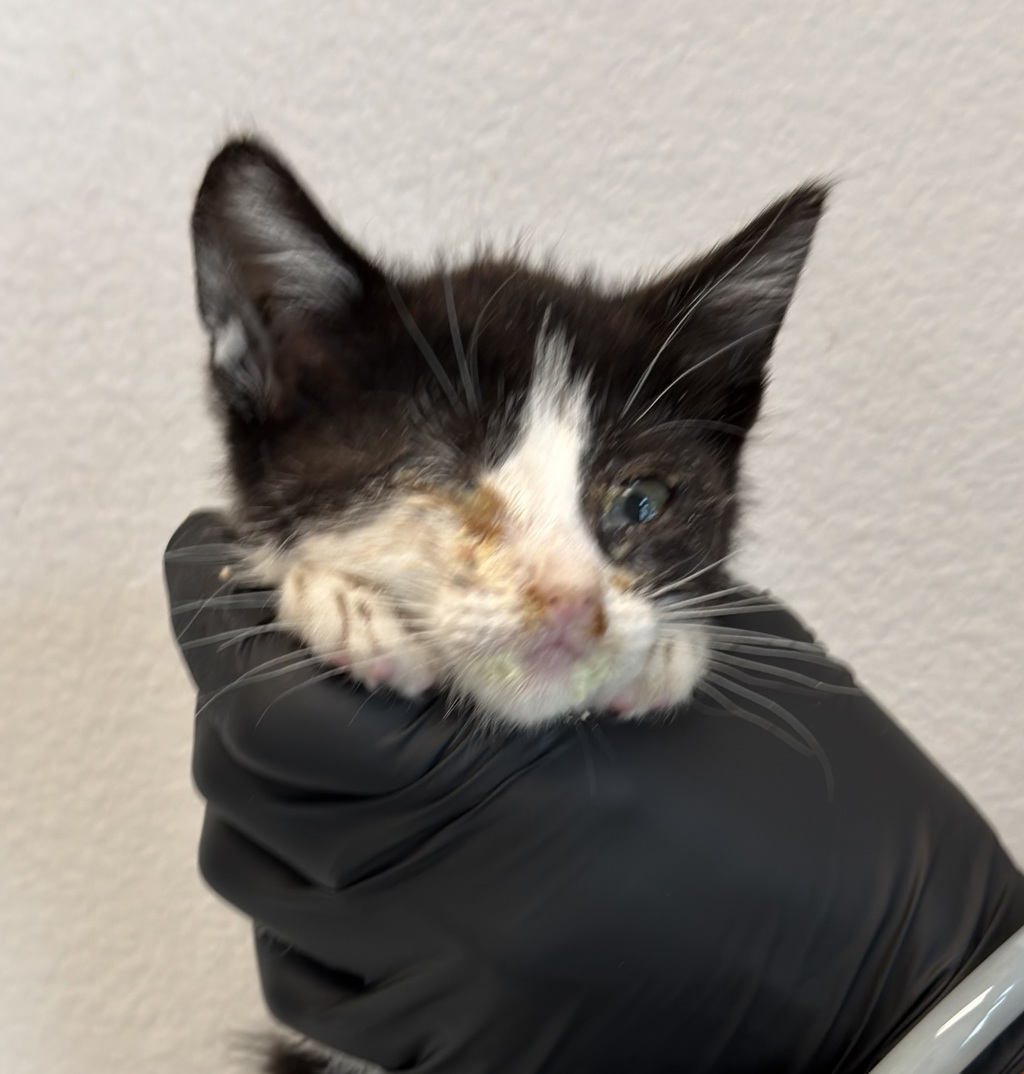 Shelter Stray Female Cat last seen Tarbox St, San Diego, CA, 92114, 5500 Gaines St, San Diego, CA 92110, USA