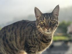 Lost Female Cat last seen Woodside and heather ridge , Aliso Viejo, CA 92656