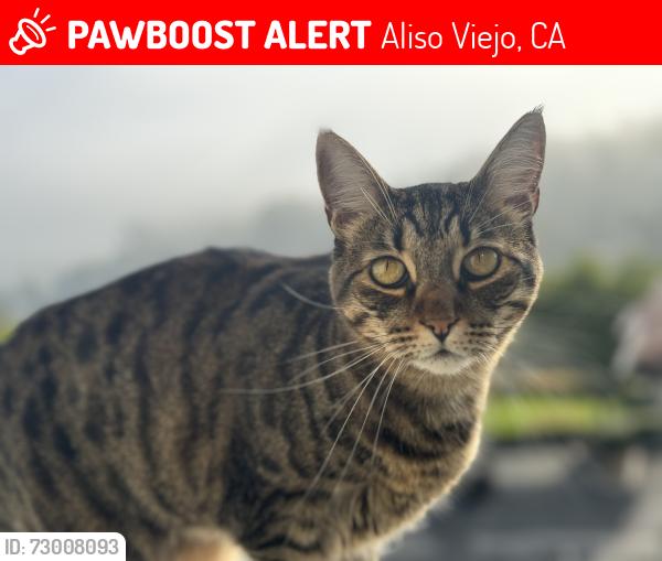 Lost Female Cat last seen Woodside and heather ridge , Aliso Viejo, CA 92656