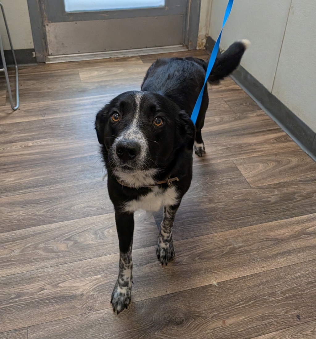 Shelter Stray Female Dog last seen Near Morena Blvd, San Diego, CA, 92110, 5500 Gaines St, San Diego, CA 92110, USA