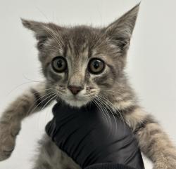 Shelter Stray Male Cat last seen 47th St, San Diego, CA, 92121, 5500 Gaines St, San Diego, CA 92110, USA