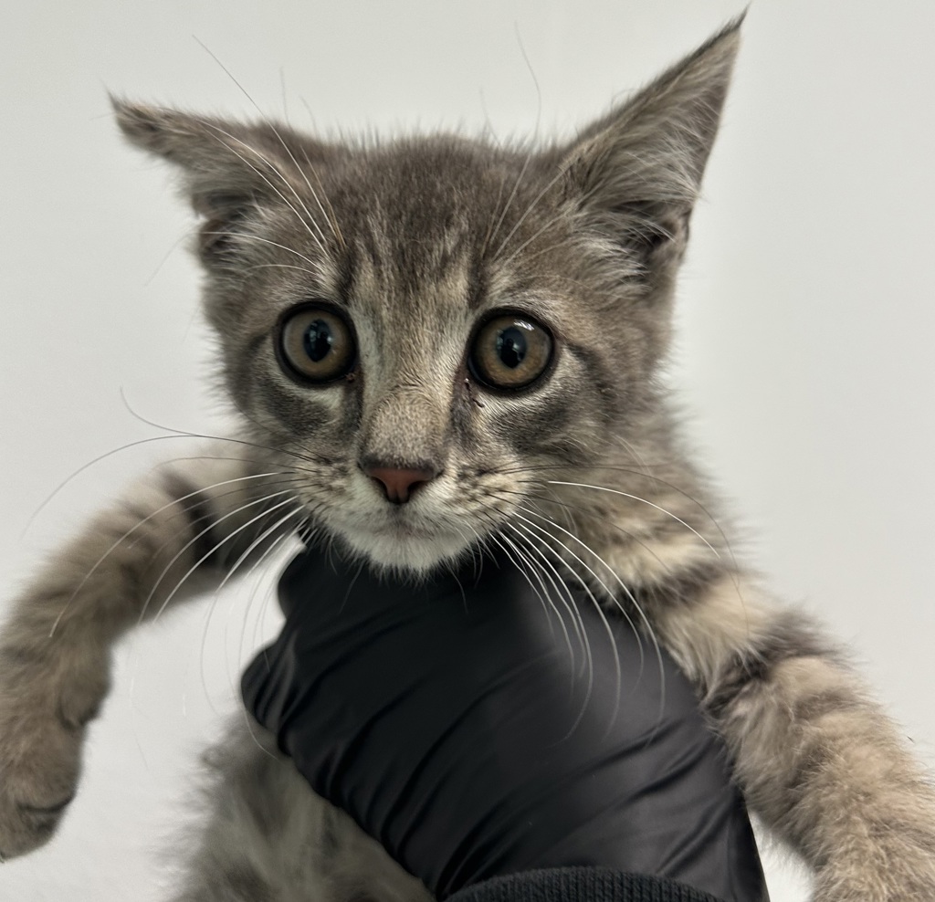 Shelter Stray Male Cat last seen 47th St, San Diego, CA, 92121, 5500 Gaines St, San Diego, CA 92110, USA