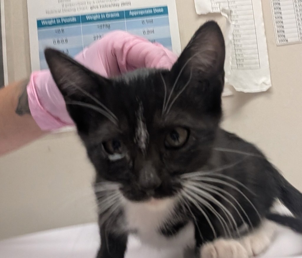 Shelter Stray Male Cat last seen Near University Avenue, La Mesa, CA, 91942, El Cajon, CA 92020, USA