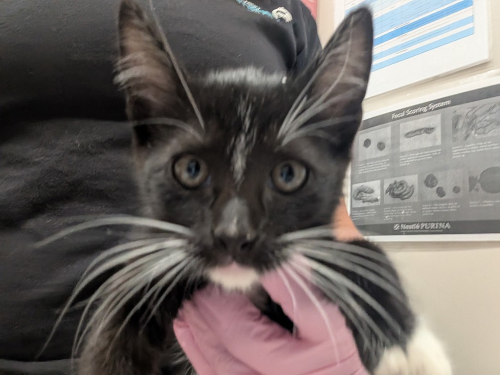 Shelter Stray Female Cat last seen Near University Avenue, La Mesa, CA, 91942, El Cajon, CA 92020, USA