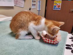 Shelter Stray Male Cat last seen Arnel Avenue, Vista, CA, 92084, Oceanside, CA 92058, USA