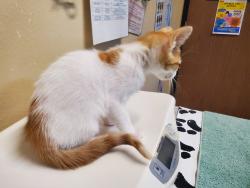 Shelter Stray Male Cat last seen Arnel Avenue, Vista, CA, 92084, Oceanside, CA 92058, USA