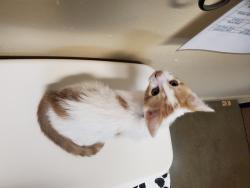 Shelter Stray Male Cat last seen Arnel Avenue, Vista, CA, 92084, Oceanside, CA 92058, USA