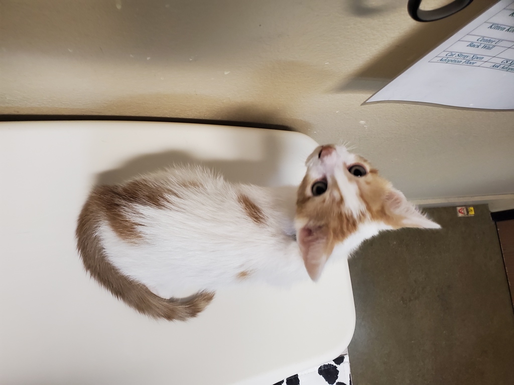 Shelter Stray Male Cat last seen Arnel Avenue, Vista, CA, 92084, Oceanside, CA 92058, USA