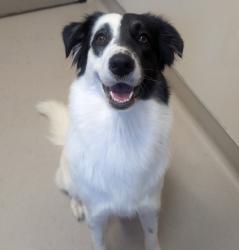 Shelter Stray Female Dog last seen Near Fletcher Parkway, El Cajon, CA, 92020, El Cajon, CA 92020, USA