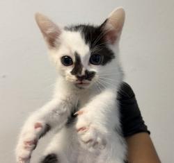 Shelter Stray Male Cat last seen does not know, San Diego, CA, 92110, 5500 Gaines St, San Diego, CA 92110, USA