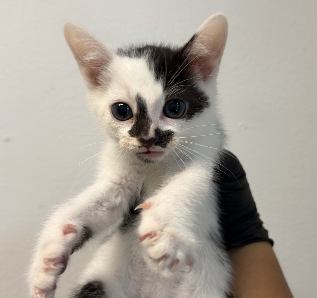 Shelter Stray Male Cat last seen does not know, San Diego, CA, 92110, 5500 Gaines St, San Diego, CA 92110, USA