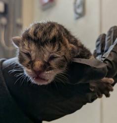 Shelter Stray Male Cat last seen unknown address, San Diego, CA, 92113, 5500 Gaines St, San Diego, CA 92110, USA