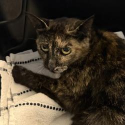 Shelter Stray Female Cat last seen unknown address, San Diego, CA, 92113, 5500 Gaines St, San Diego, CA 92110, USA