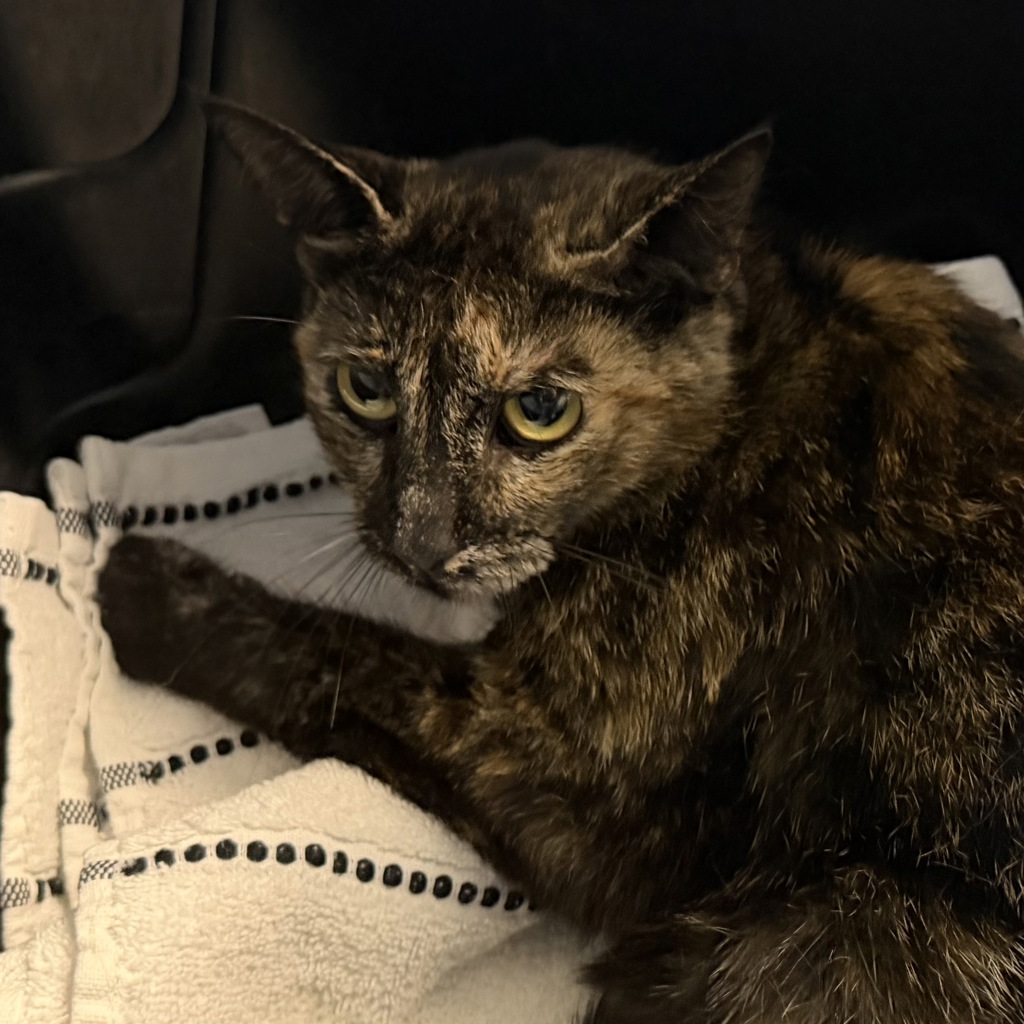 Shelter Stray Female Cat last seen unknown address, San Diego, CA, 92113, 5500 Gaines St, San Diego, CA 92110, USA