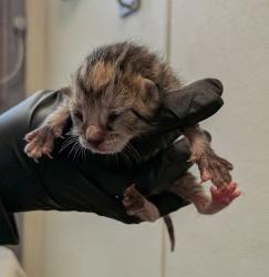 Shelter Stray Female Cat last seen unknown address, San Diego, CA, 92113, 5500 Gaines St, San Diego, CA 92110, USA