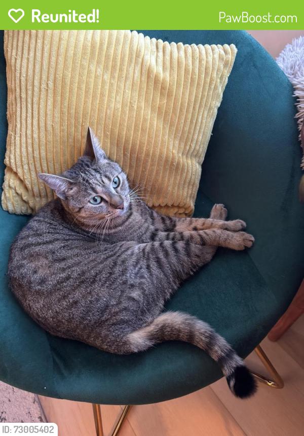 Reunited Female Cat last seen Centre Ave, Secaucus, Secaucus, NJ 07094