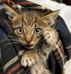 Shelter Stray Male Cat last seen Near Market Street, San Diego, CA, 92114, 5500 Gaines St, San Diego, CA 92110, USA
