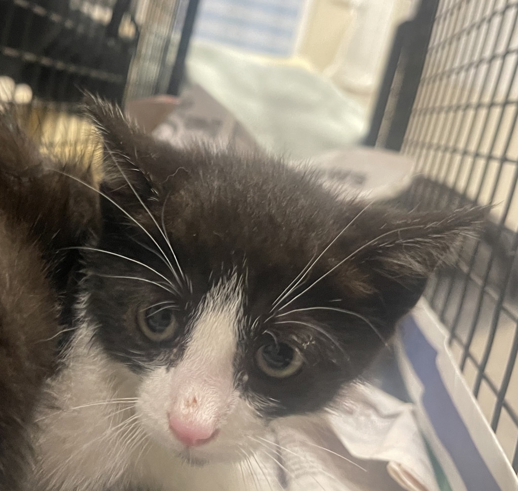 Shelter Stray Male Cat last seen 44th Street, San Diego, CA, 92113, El Cajon, CA 92020, USA