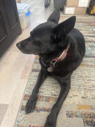 Found/Stray Female Dog last seen Glory ave and Appetson St, Los Angeles, CA 91042