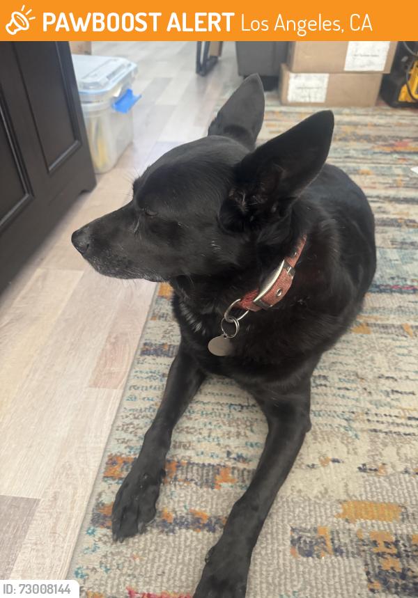 Found/Stray Female Dog last seen Glory ave and Appetson St, Los Angeles, CA 91042