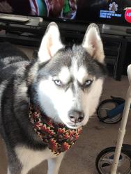 Reunited Male Dog last seen Far Hills Ave and Westgate, Kettering, OH 45429