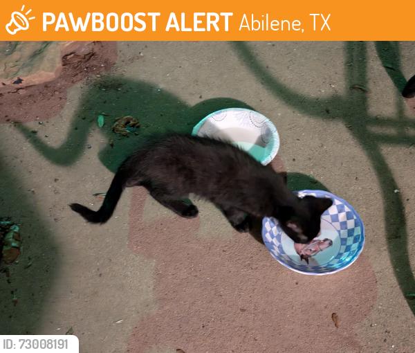 Found/Stray Unknown Cat last seen Gill and Green Valley, Abilene, TX 79601