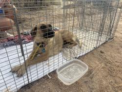 Reunited Female Dog last seen Hayden and dynamite, Scottsdale, AZ 85266