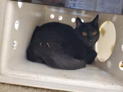 Shelter Stray Male Cat last seen Windrift Way, Oceanside, CA, 92058, Oceanside, CA 92058, USA