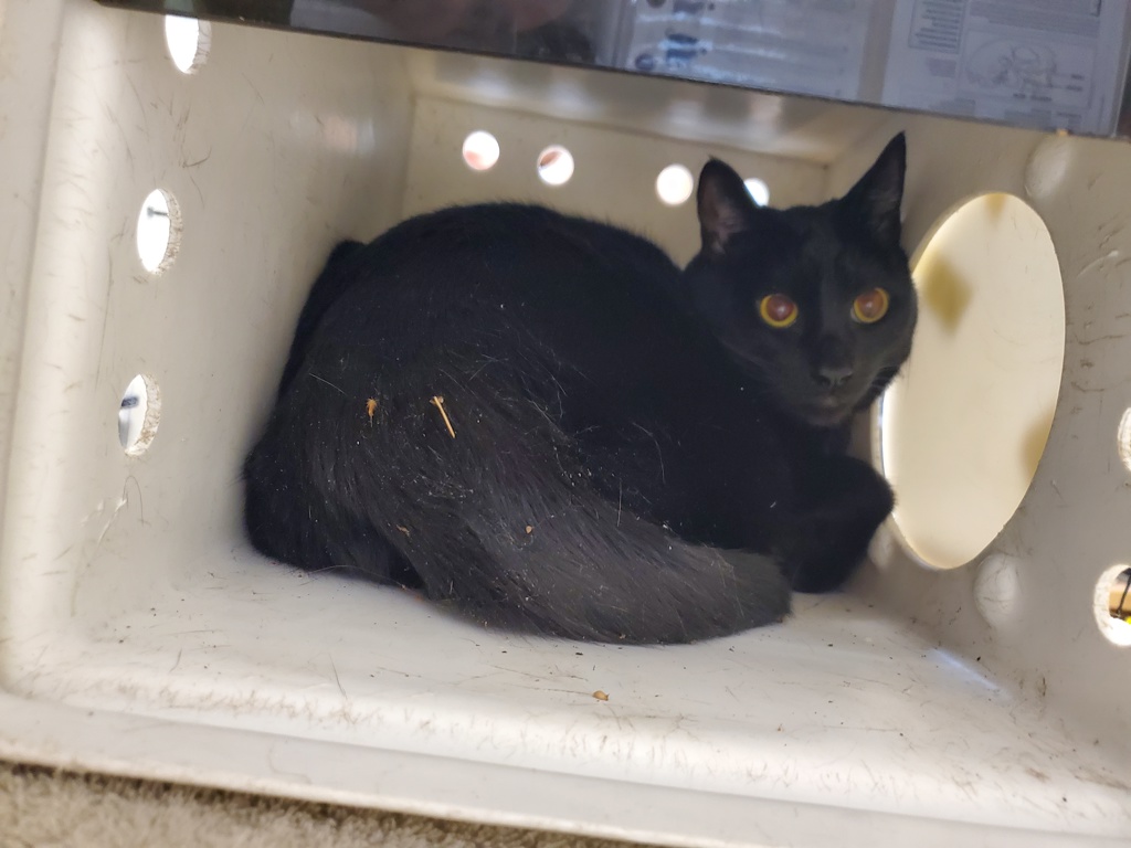 Shelter Stray Male Cat last seen Windrift Way, Oceanside, CA, 92058, Oceanside, CA 92058, USA