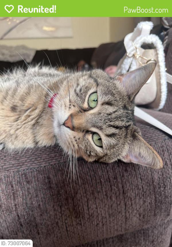 Reunited Male Cat last seen A laundromat , Milwaukee, WI 53218