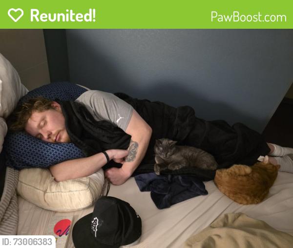 Reunited Female Cat last seen Near e Brookside st. Aspen creek apmts, Colorado Springs, CO 80905