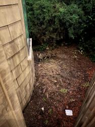 Reunited Unknown Cat last seen The Lakes Community in Mtn View, Mountain View, CA 94043