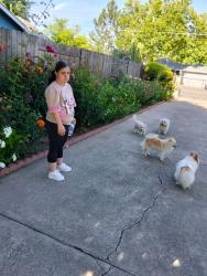 Reunited Male Dog last seen Martin Luther King Dr, Sacramento, CA 95820