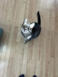 Reunited Male Cat last seen Near L St, we think he escaped from an open window or as we were leaving and somehow didn’t notice, Salt Lake City, UT 84103
