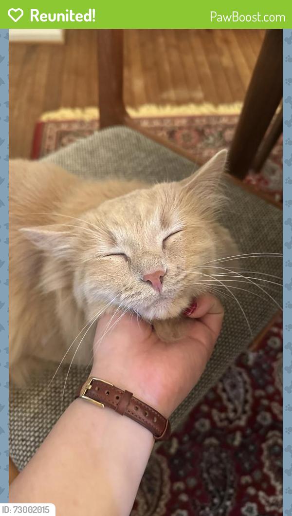 Reunited Male Cat last seen Mark Center, Alexandria, VA 22311