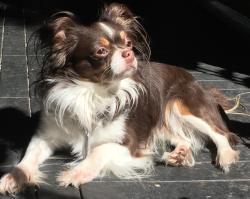Lost Male Dog last seen Warden Ave, San Leandro, CA 94577