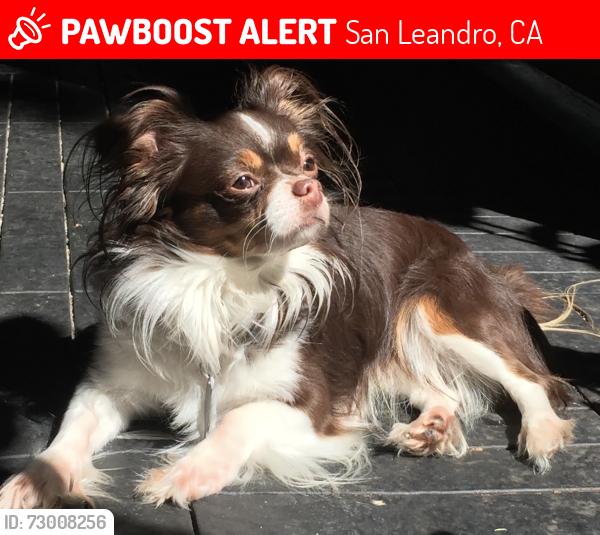 Lost Male Dog last seen Warden Ave, San Leandro, CA 94577
