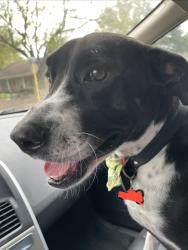 Lost Male Dog last seen Flower Meadow Drive and Moss Farms, Dallas TX, Dallas, TX 75243
