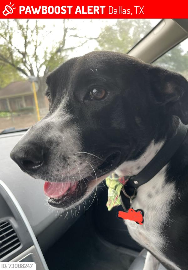 Lost Male Dog last seen Flower Meadow Drive and Moss Farms, Dallas TX, Dallas, TX 75243