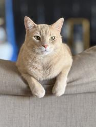 Lost Male Cat last seen Donna Ana Road, Montgomery County, TX 77354
