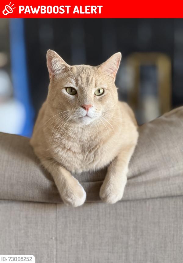 Lost Male Cat last seen Donna Ana Road, Montgomery County, TX 77354