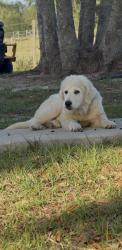Reunited Female Dog last seen Near Bruce Hunt Rd, Clermont, FL 34715, USA, Clermont, FL 34715