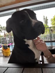 Lost Male Dog last seen Near 19th PL SW, Golden Gate, FL 34116