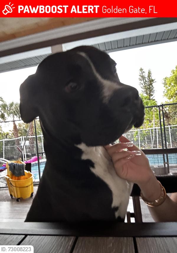 Lost Male Dog last seen Near 19th PL SW, Golden Gate, FL 34116
