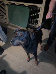 Found/Stray Male Dog last seen Rocky rd and old snellville , Lawrenceville, GA 30044