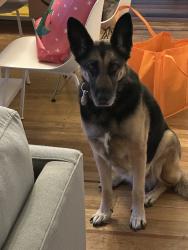 Reunited Female Dog last seen air tag pinged at Kansas & Laurel, Oakland, CA 94602